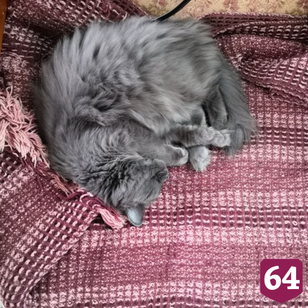 Жительница Саратова спасла кошку из ларька с шаурмой