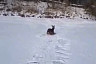 Под Саратовом спасли застрявшего на льду молодого оленя