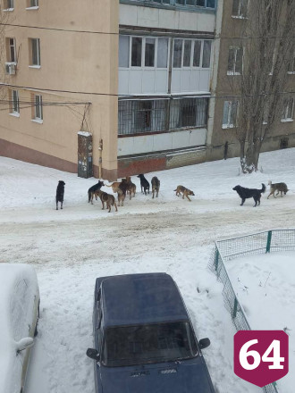 Саратовцы боятся выходить на улицу с детьми из-за стаи собак