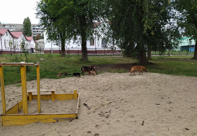 В Саратове бродячие собаки оккупировали детскую площадку 