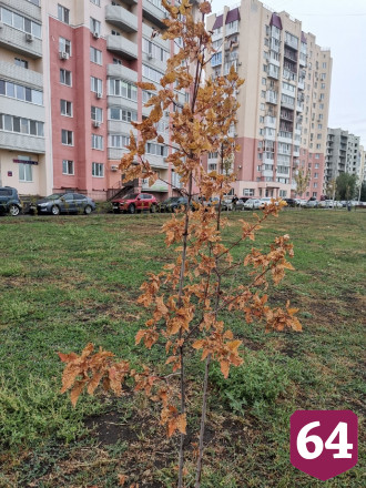 В саратовском сквере погибли деревья и засох газон