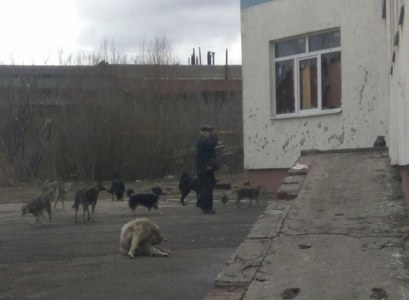 В Саратове любитель бродячих собак кинулся на участника субботника с топором