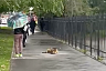 В Саратове бродячие собаки повалили и тягали школьника за ранец