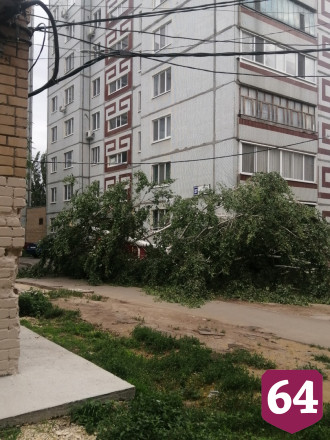 Саратовцы снимали падающие от сильного ветра деревья