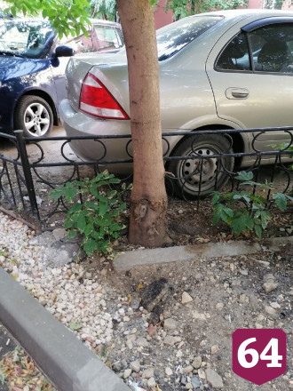 В центре Саратова деревья «закатали» в асфальт