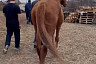 Под Саратовом нашли испуганного коня 